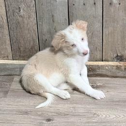Charming - Gold male Border Collie puppy in Guffey, Colorado from Sunset Ridge