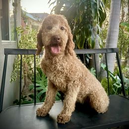 Monse - Goldendoodle