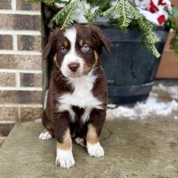 Gunner ASCA AKC - Red tri-color male Australian Shepherd puppy in Blomkest, Minnesota from Meljestic Farms