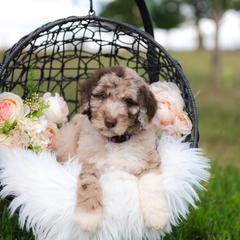 Bordoodle Puppies from 2J 2K Bordoodles