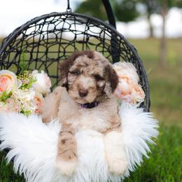 Bordoodle Puppies from 2J 2K Bordoodles