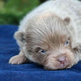 Nutmeg - lavendar and tan - Lavender female Pomeranian puppy in Bremen, Indiana from AMS Pomeranians and Pomskies in Indiana