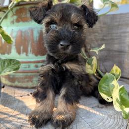 Tennessee - Salt and pepper male Miniature Schnauzer puppy in Silver Creek, Mississippi from Mamie’s Minis, LLC