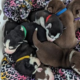 Siberian Husky Puppies from 3 Rivers Siberians(Richard's)