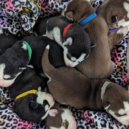 Siberian Husky Puppies from 3 Rivers Siberians(Richard's)