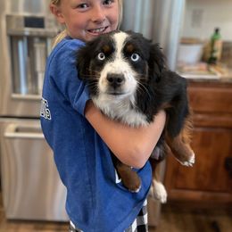 Assorted Doodle Crosses, Australian Shepherds, and Double Doodles from Dry Canyon Pups