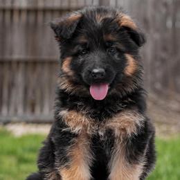 Gray Collar - Black and red male German Shepherd puppy in Plumas Lake, California from Zwinger Vom Greifjäger
