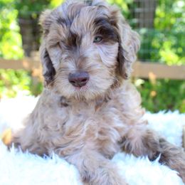 Collie, Goldendoodle, Havapoo, and Labradoodle Puppies from Oregon Valley Pups