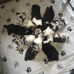 Australian Shepherd Puppies from Cottage Farm Aussies