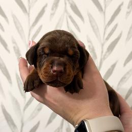 Girl 1 - Doberman Pinscher puppy from Imperium Dobermann Kennel