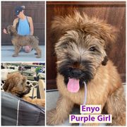 Girl 1 - Tawny Briard puppy in Spring Green, Wisconsin from Redame Briards