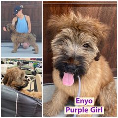 Girl 1 - Tawny Briard puppy in Spring Green, Wisconsin from Redame Briards