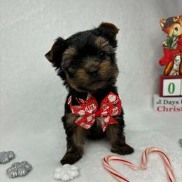 Boy - Black and tan male Yorkshire Terrier puppy in Georgia from Nalley Kennels