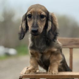 Tess 4800 dollars - Cream female Dachshund puppy in Crystal, Michigan from Mare-bella Dachshunds