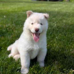 Jasper - White male Siberian Husky puppy in Coshocton, Ohio from Wyant Farms