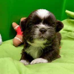 Birch - Chocolate male Shih Tzu puppy in Statesboro, Georgia from Magnolia Small Breeds