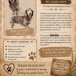 Sterling 2,200 - Fawn (isabella) and cream male Dachshund puppy in Gatesville, Texas from Emily’s Doxie Domain