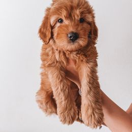 Strawberry Pie (Red Collar) - Red  female Goldendoodle puppy in Beaverton, Oregon from Henry Elliots