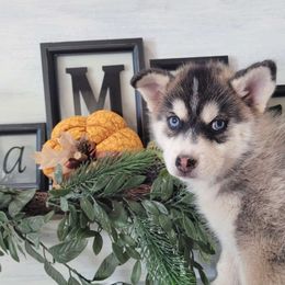 Sherlock Bones - Pomsky puppy from Big Sky Pomskies