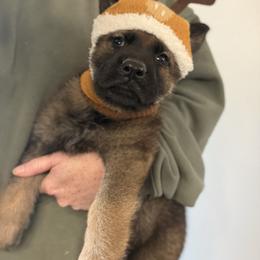 Rudolph - Sable male German Shepherd puppy in Canterbury, Connecticut from Nachtwaechter German Shepherds, LLC
