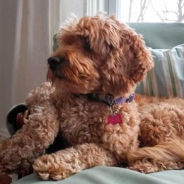 Goldendoodles from NY Dandy Doodles