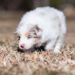 Beam - Red merle male Australian Shepherd puppy in Woodford, Virginia from Skyborne Australian Shepherds
