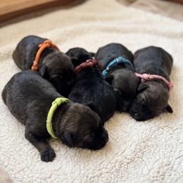 Miniature Schnauzer puppies from T&T