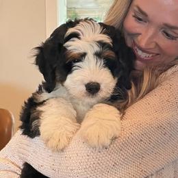Bernedoodles and Golden Mountain Doodles from Cumberland Companions