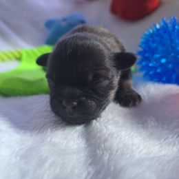 Queen - Brindle female Mal-Shi puppy in Apollo Beach, Florida from Gemstone Exclusive Pups of Florida