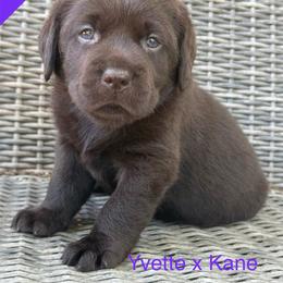 Girl 1 - Chocolate female Labrador Retriever puppy in Wilson’s, Virginia from Cedar Hill Farm Labradors