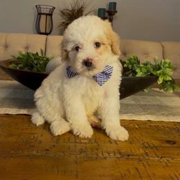Mike - Yellow and white male Bernedoodle puppy in Cartersville, Georgia from Simply Blessed Doodles