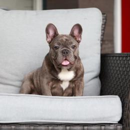 Blue Brindle Female French Bulldog - AKC - Blue female French Bulldog puppy in Gulf Breeze, Florida from SW Frenchies