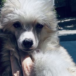 Naked and Famous Embrace the Comedy - Sable male Chinese Crested puppy in Salt Lake City, Utah from Naked & Famous