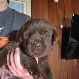 Male 2 - Chocolate male Labrador Retriever puppy in Andrews, South Carolina from Leyland Cypress Retrievers