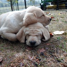 Labrador Retriever Puppies from Taylor Maid Labradors