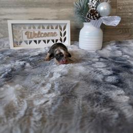 Vixen - Dapple female Dachshund puppy in Indianapolis, Indiana from Homegrown Hoosier Kennels