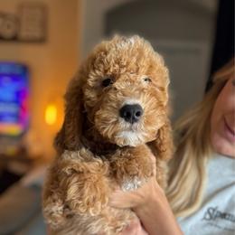 Sunny - Male - Red  male Goldendoodle puppy in Peoria, Arizona from Wroth's Paws