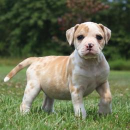 Girl 5 - female Alapaha Blue Blood Bulldog puppy in Grafton, Ohio from Eclipse Alapaha Kennels