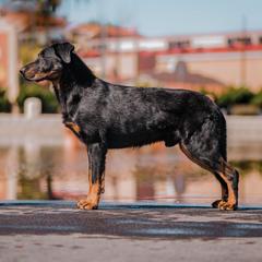 Navarok - Beauceron