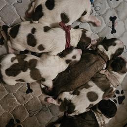 Shih Tzu puppies from Cross Lake King Cavs