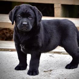 Labrador Retriever Puppies from R Little Retrievers