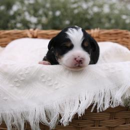 Canyon - Tri-color male Bernedoodle puppy in Payson, Utah from Little Diamond Doodles