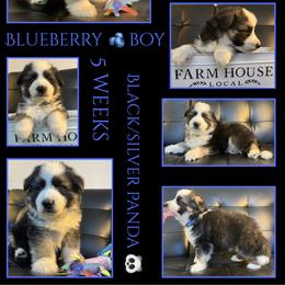 BLUEBERRY BOY - Panda male German Shepherd puppy in Apache Junction, Arizona from CS Vista Farms