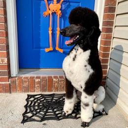 Atlas - Poodle