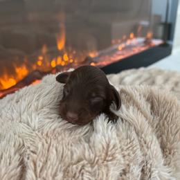 Tyson - Chocolate and tan male Dachshund puppy in North Fort Myers, Florida from Trust Fund Devil Kennel