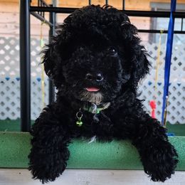 Boy 2 - Black male Cockapoo puppy in Los Molinos Ca, California from Sunshine Sanctuary Doodles