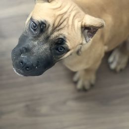 Cane Corso Puppies from Paw City Kennel