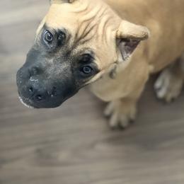 Cane Corso Puppies from Paw City Kennel