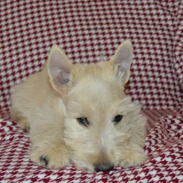 Scottish Terrier Puppies from Gina Smith