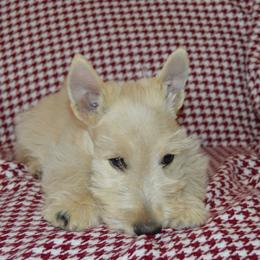 Scottish Terrier Puppies from Gina Smith